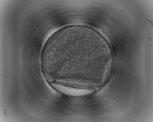 X0000097500951200803142016