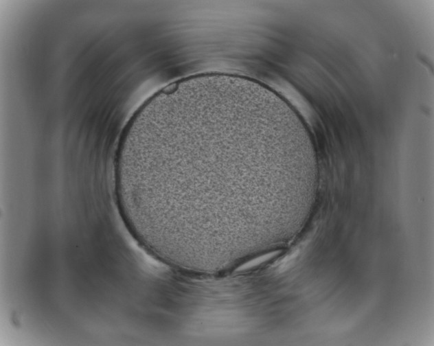 X0000097500999200803142015