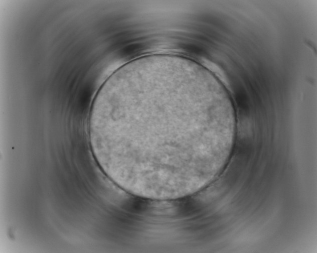 X0000097501338200803142011