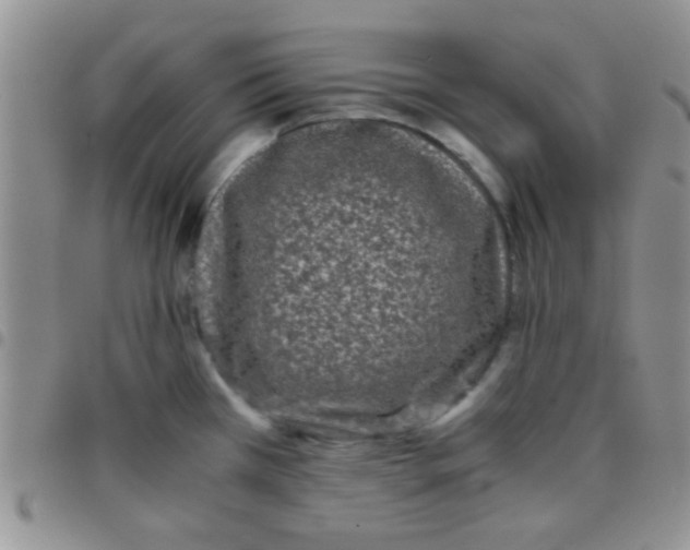 X0000097501385200803142010