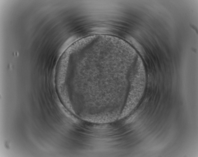 X0000097501386200803142010