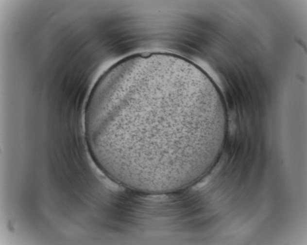 X0000097501388200803142010