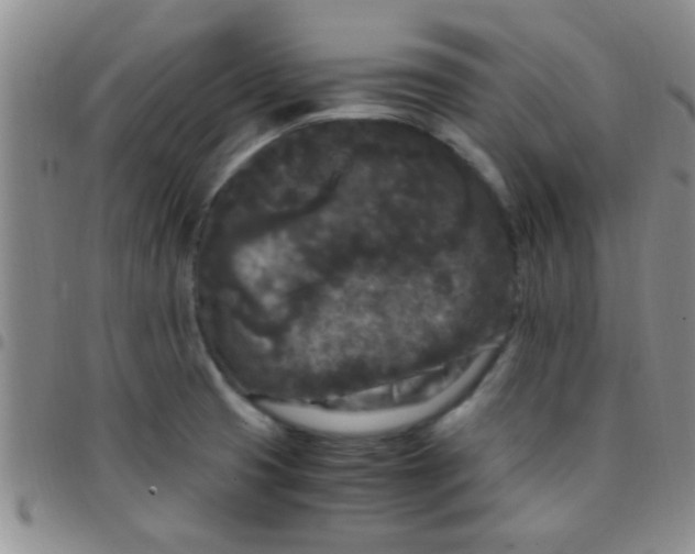 X0000097501425200803142009