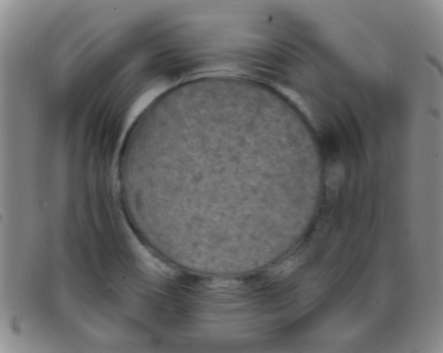 X0000097501466200803142009