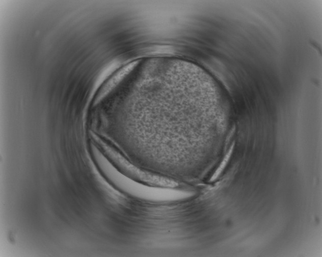 X0000097501475200803142008