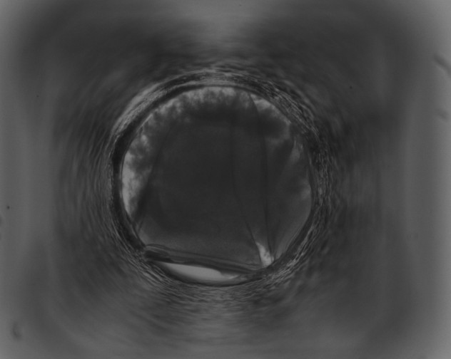 X0000097500295200803201558