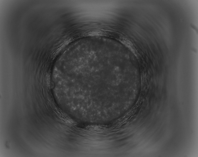 X0000097500297200803201558