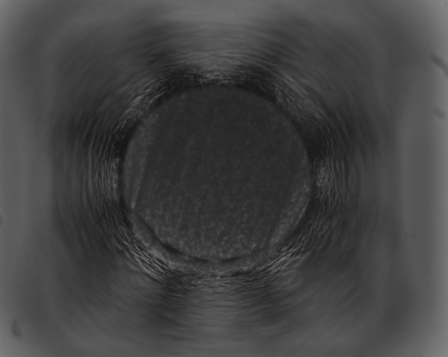 X0000097500868200803201550