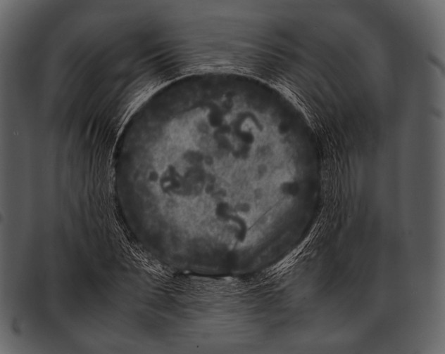 X0000097500879200803201550