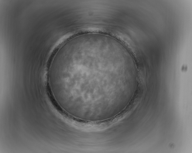 X0000097510016200802221517
