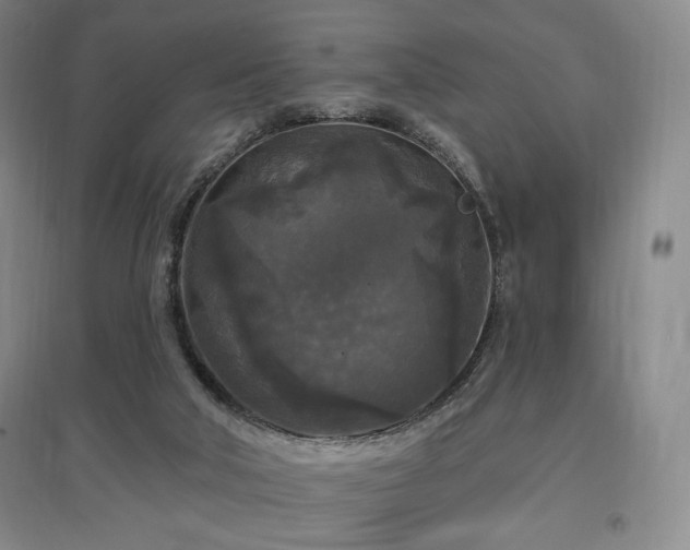 X0000097510018200802221517