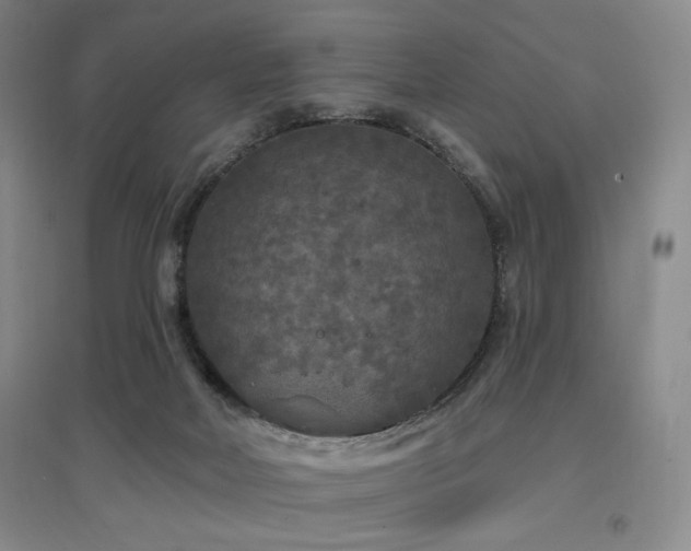 X0000097510026200802221517