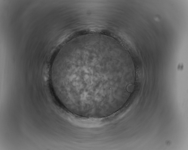 X0000097510032200802221517
