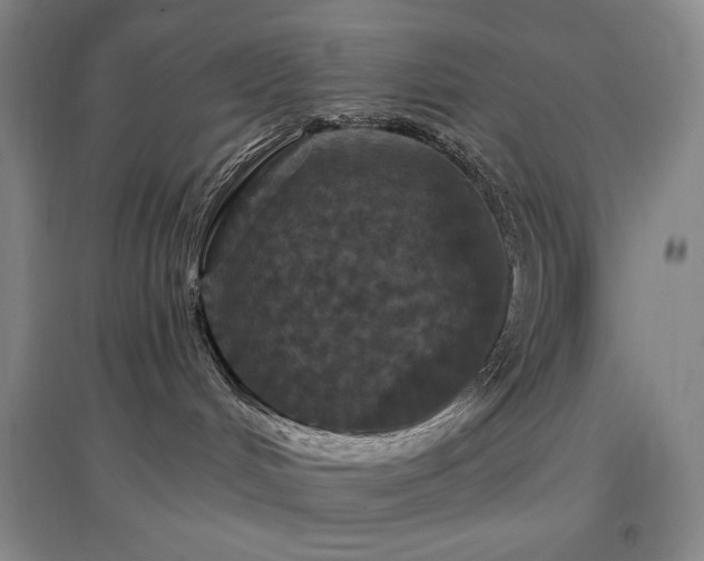 X0000097510048200802221517