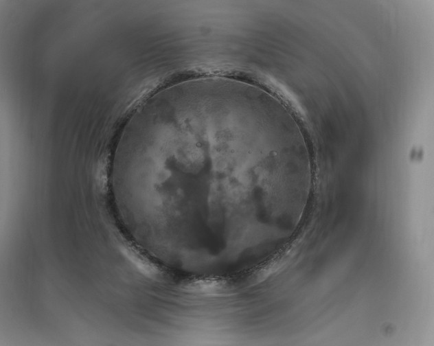 X0000097510065200802221516