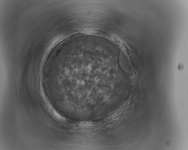 X0000097510145200802221515