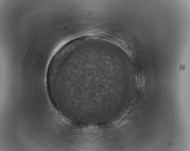 X0000097510196200802221515