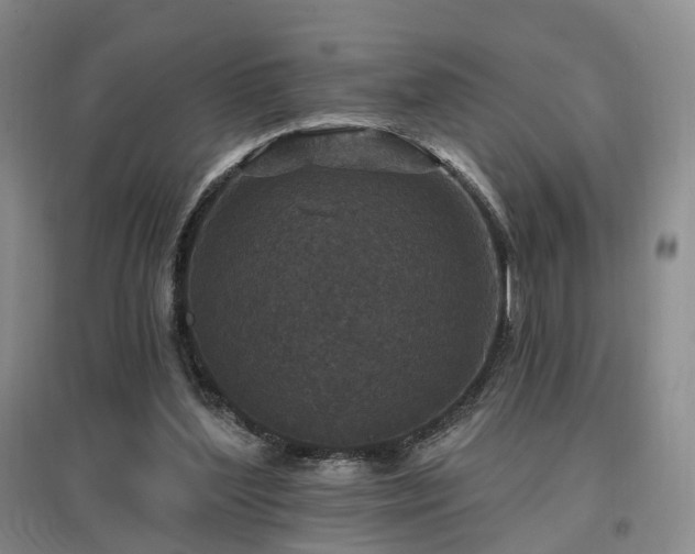 X0000097510204200802221515