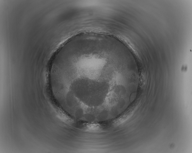 X0000097510355200802221512