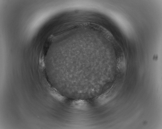 X0000097510431200802221511