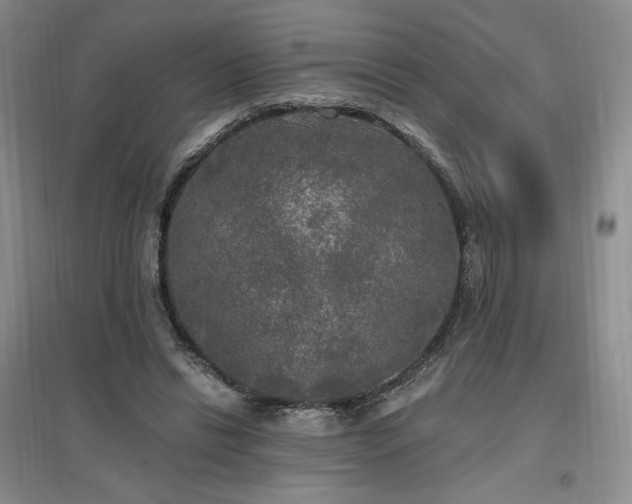 X0000097510446200802221510