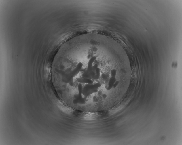 X0000097510527200802221510