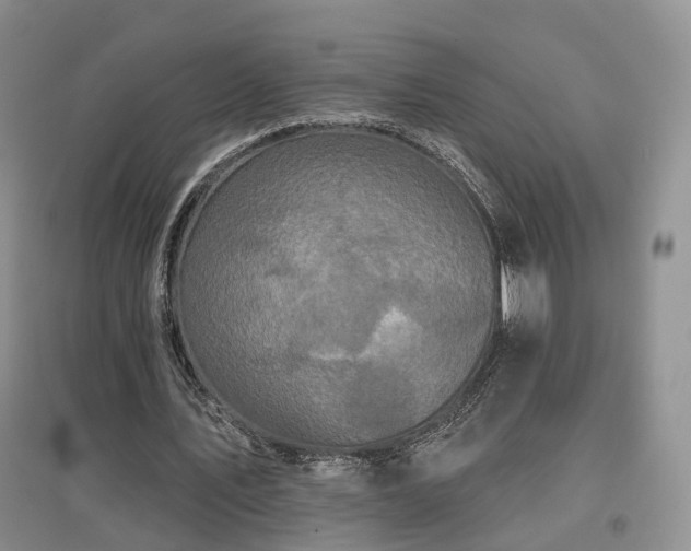 X0000097510579200802221509