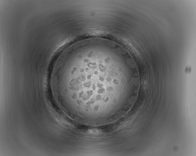 X0000097510591200802221509