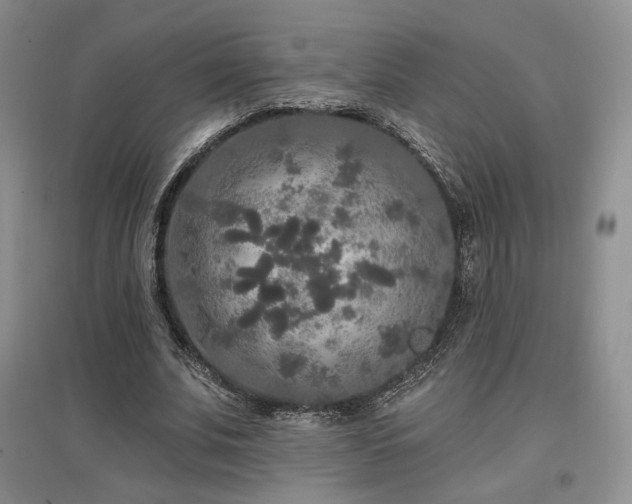X0000097510679200802221507