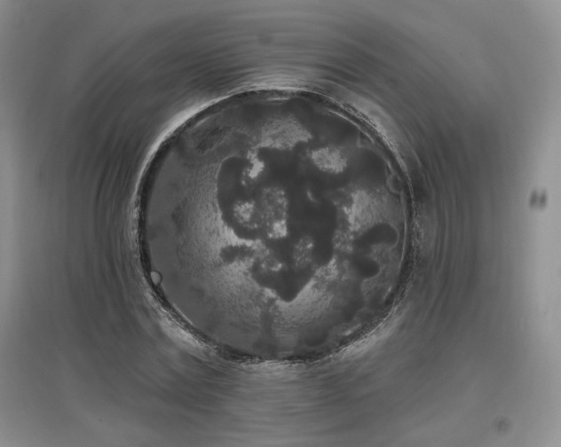 X0000097510779200802221506