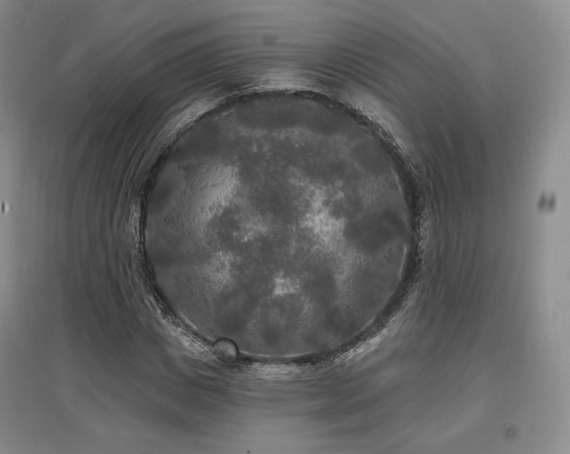 X0000097510825200802221505