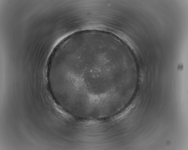 X0000097510830200802221505