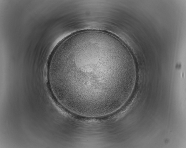 X0000097510838200802221505