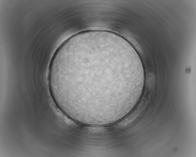X0000097510856200802221505