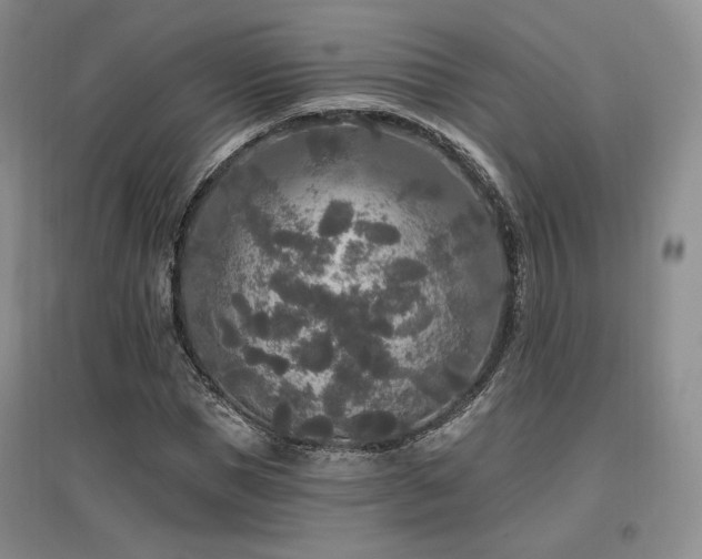 X0000097510921200802221503