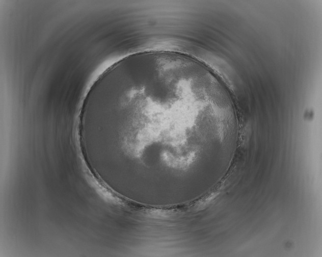X0000097511086200802221501