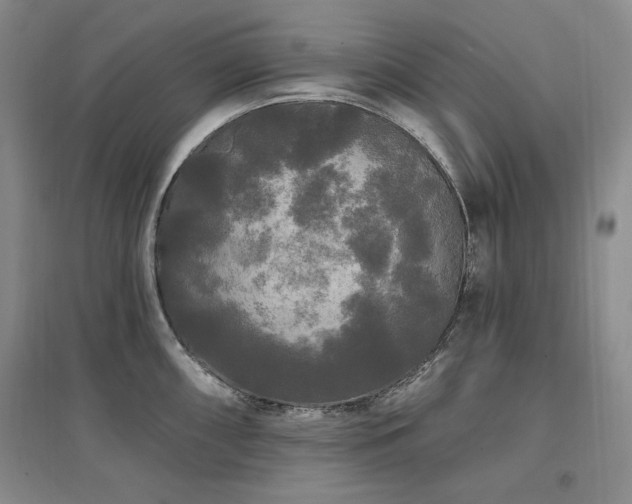 X0000097511098200802221501