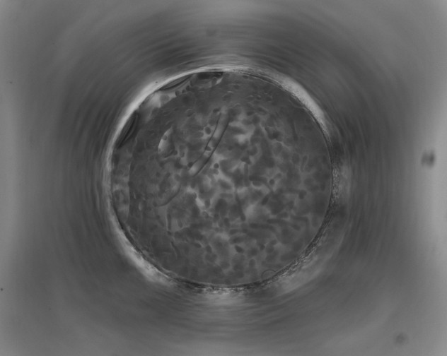 X0000097511099200802221501