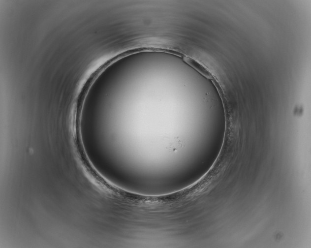 X0000097511128200802221501