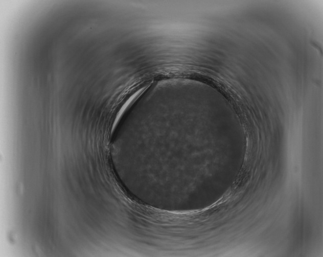 X0000097510048200802291627