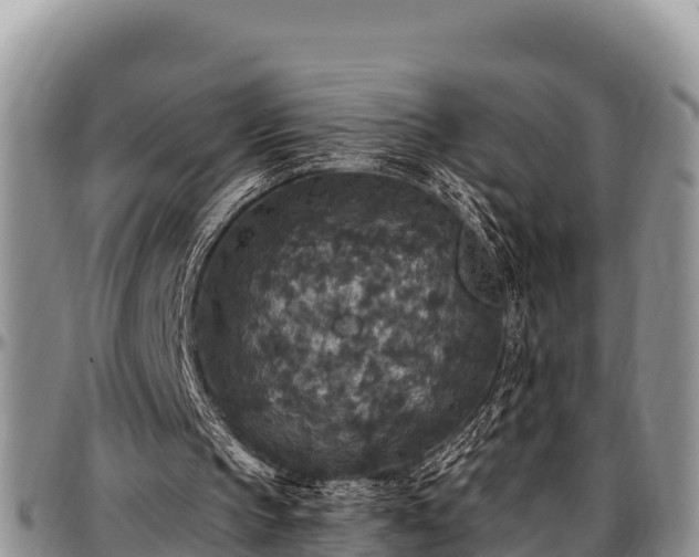 X0000097510145200802291625