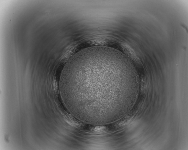 X0000097510173200802291626