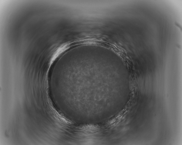 X0000097510198200802291625