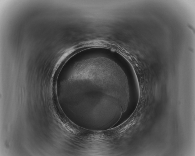 X0000097510200200802291625