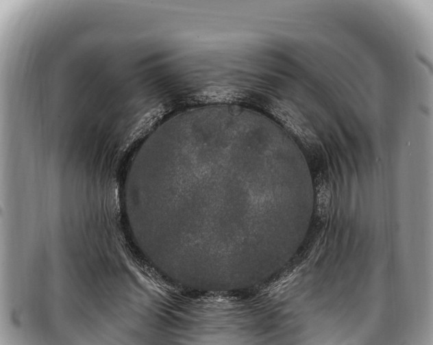 X0000097510254200802291624