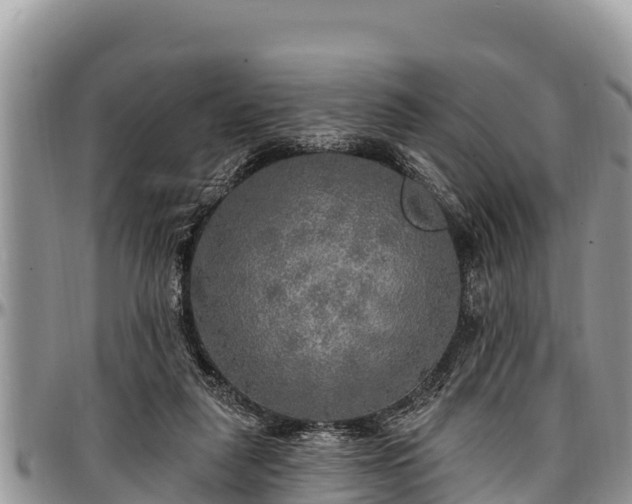 X0000097510259200802291624