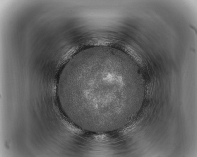 X0000097510309200802291624