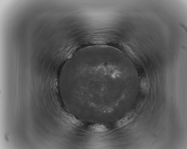 X0000097510322200802291624