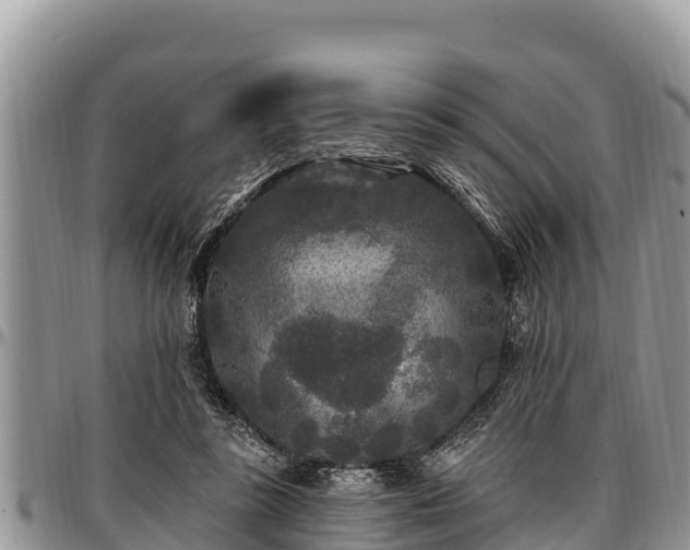 X0000097510355200802291623