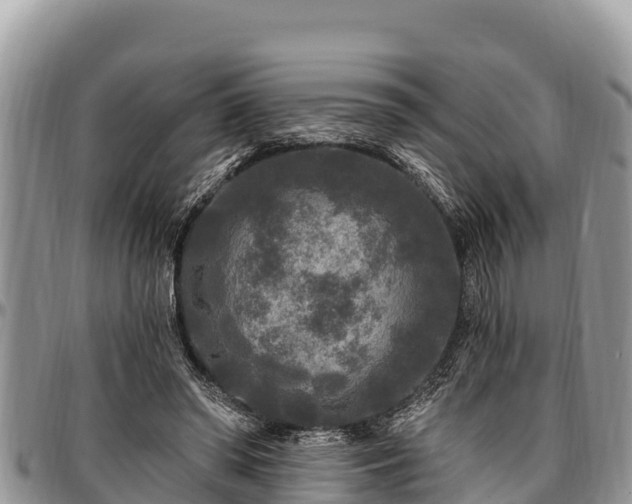 X0000097510398200802291623